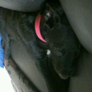 Meet your Posher, Angel